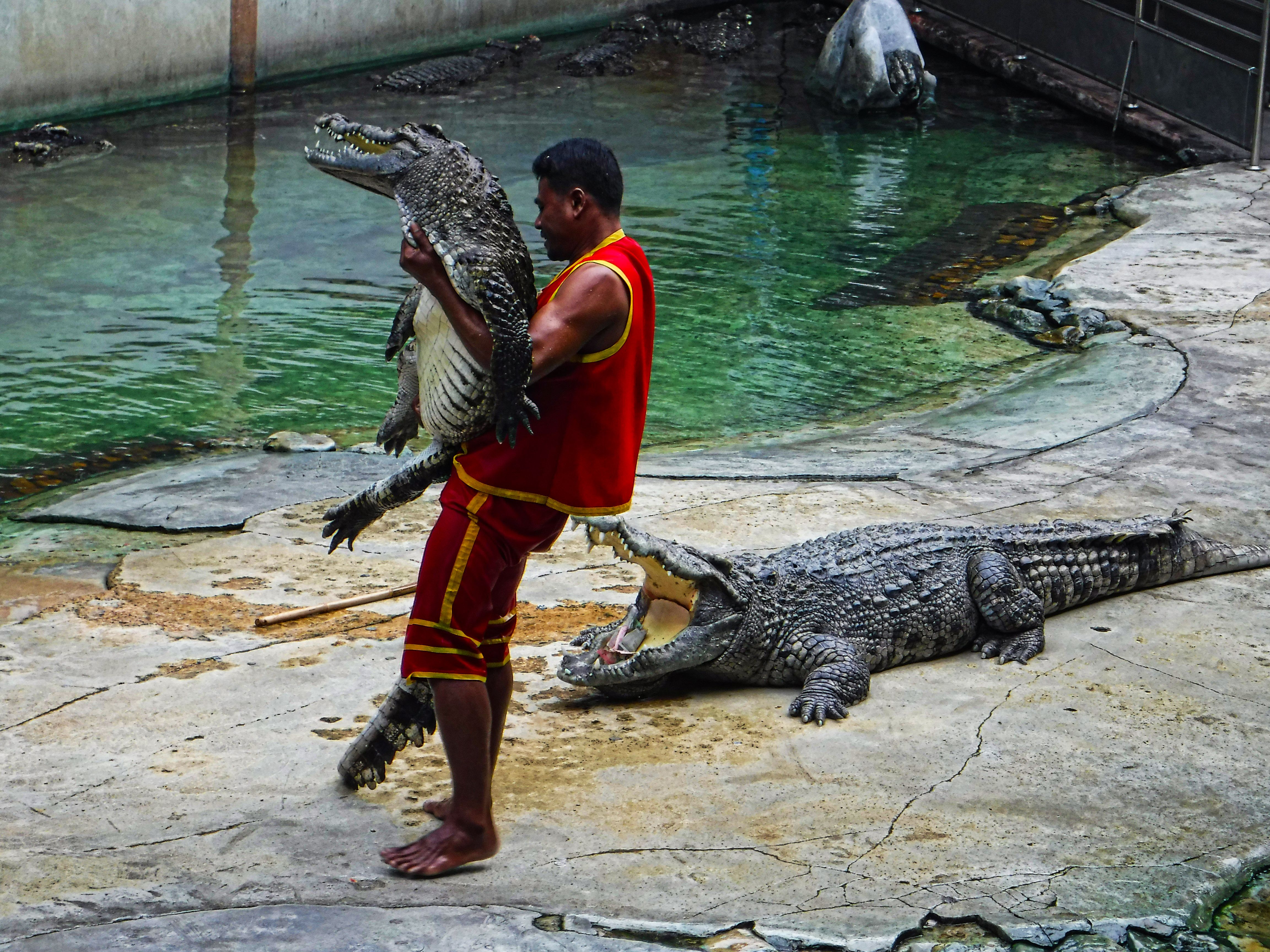 Crocodile mens store